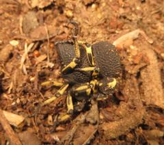 Brachycerus labrusca