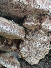 Mensularia radiata