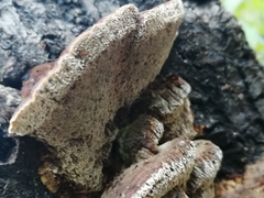 Mensularia radiata