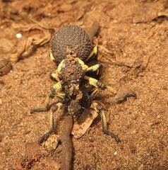 Brachycerus labrusca