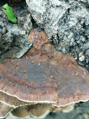 Mensularia radiata