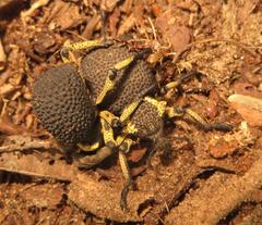 Brachycerus labrusca