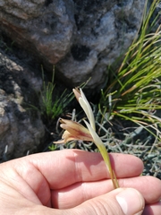 Gladiolus hyalinus