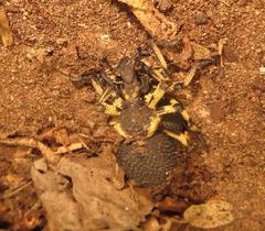 Brachycerus labrusca