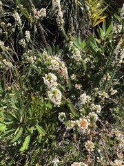 Epacris pulchella