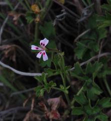 Ciconium