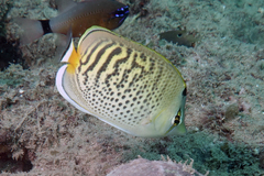 Chaetodon punctatofasciatus