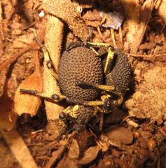 Brachycerus labrusca