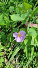 Oxalis purpurea
