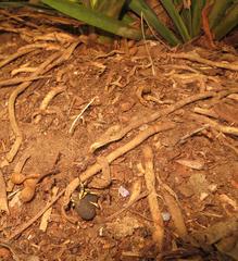 Brachycerus labrusca
