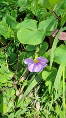 Oxalis purpurea