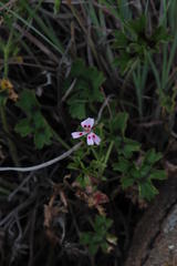 Ciconium