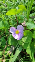 Oxalis purpurea
