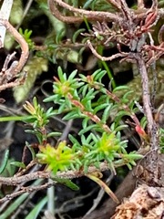 Erica mauritanica