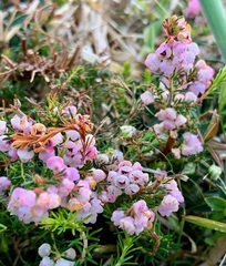 Erica mauritanica