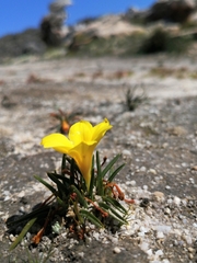 Moraea fugacissima