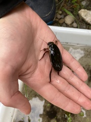 Dytiscus dimidiatus