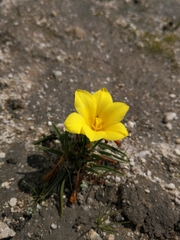 Moraea fugacissima