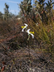 Disa flexuosa