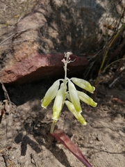Lachenalia vanzyliae