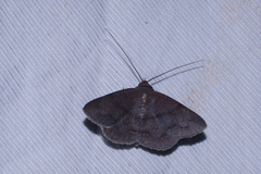 Mecodina bisignata