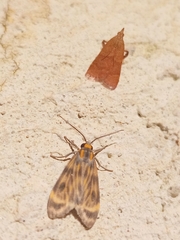 Eucereon phaeoprocta