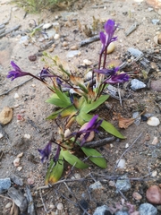 Sparaxis metelerkampiae