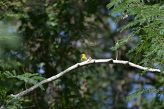 Zosterops xanthochroa