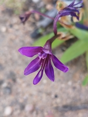 Sparaxis metelerkampiae