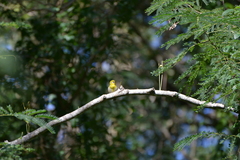 Zosterops xanthochroa