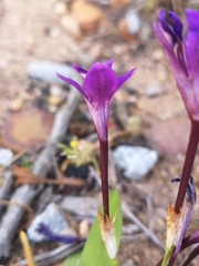 Sparaxis metelerkampiae