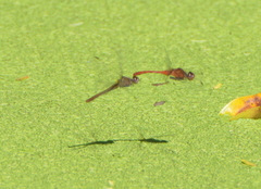 Diplacodes bipunctata