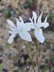 Moraea cedarmontana