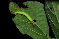 Marumba dyras