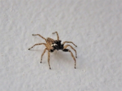 Menemerus semilimbatus