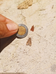 Eucereon phaeoprocta