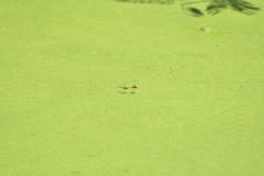 Diplacodes bipunctata