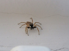 Menemerus semilimbatus