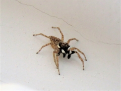 Menemerus semilimbatus
