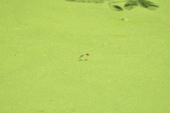 Diplacodes bipunctata