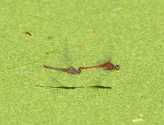 Diplacodes bipunctata