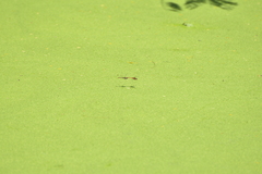 Diplacodes bipunctata