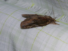 Lamprothripa scotia
