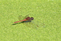 Diplacodes bipunctata