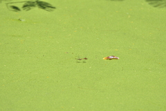 Diplacodes bipunctata