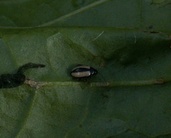 Phyllotreta armoraciae