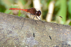 Diplacodes bipunctata
