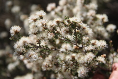 Melaleuca halmaturorum