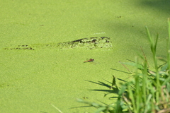 Diplacodes bipunctata
