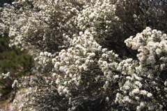 Melaleuca halmaturorum
